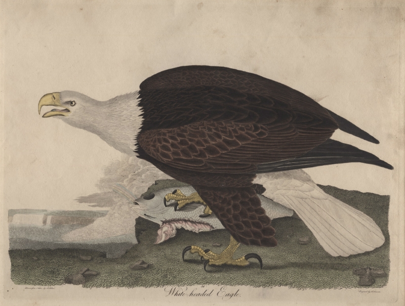 White-headed Eagle.