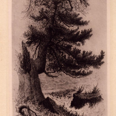 Old Cedar Tree, from Sister Island, 1887