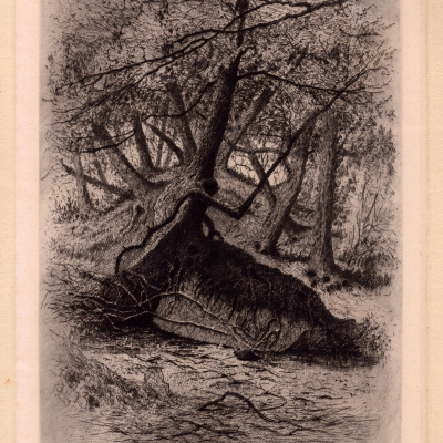 The Cedar Tangle, First Sister Island, 1887