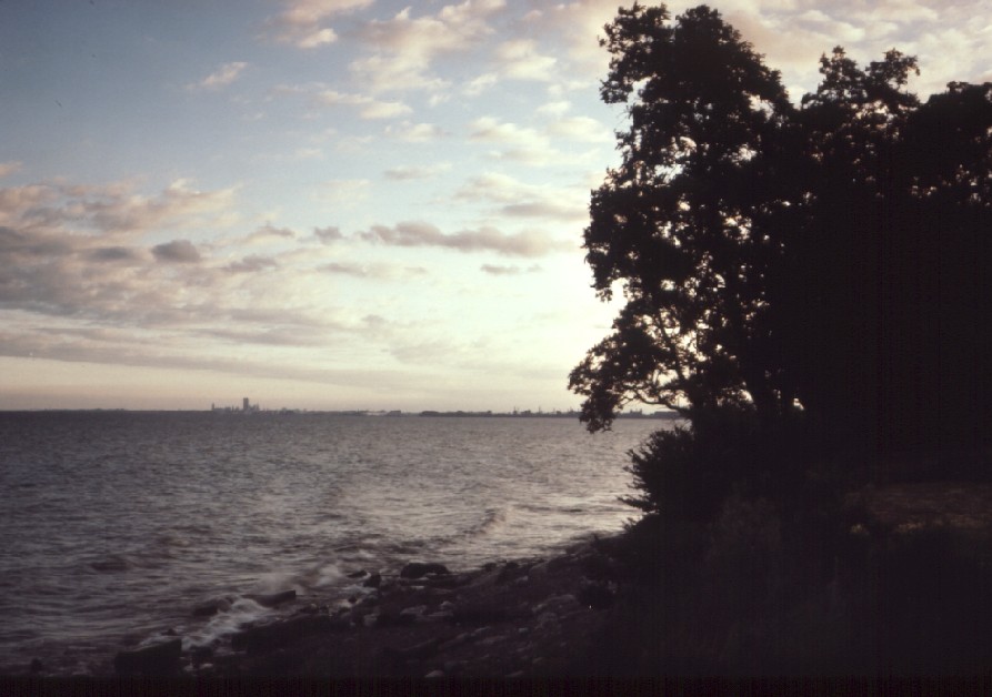 A photo of a tree, the water and a city in the background.
