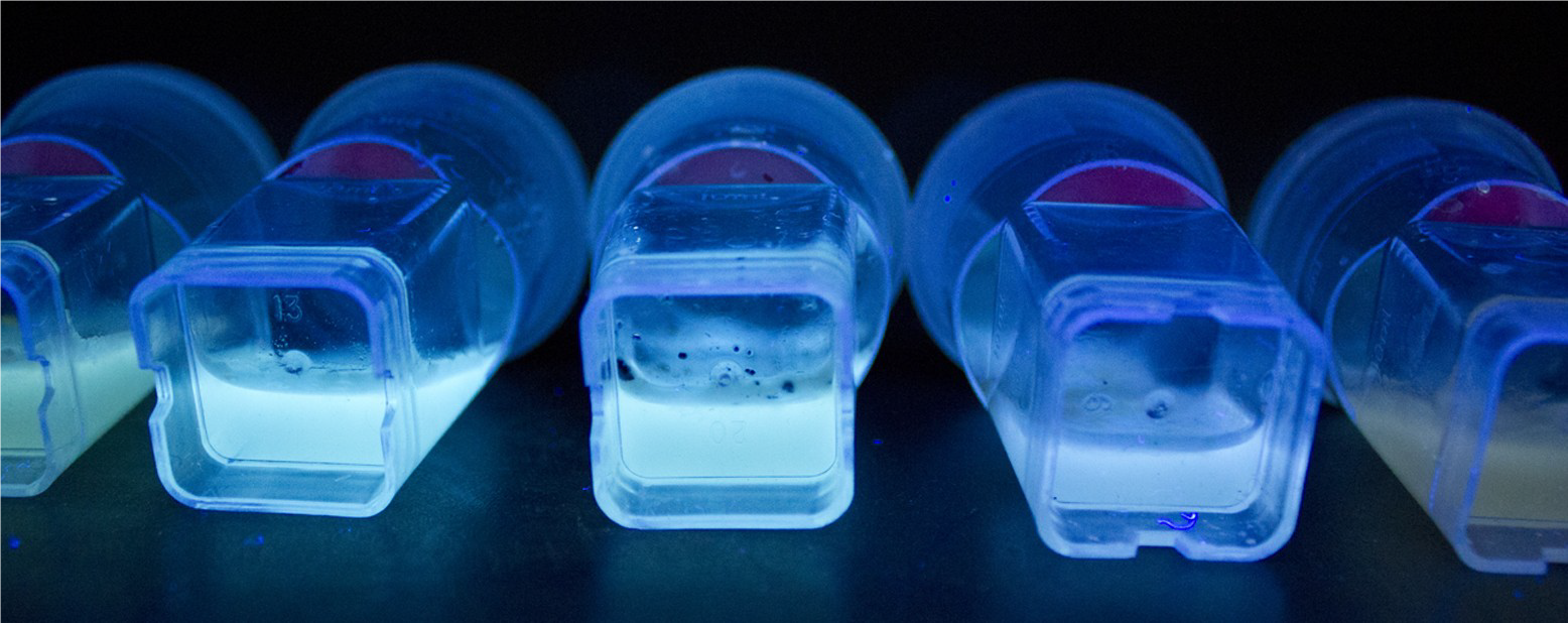 Ruby Merritt, If We Are All Worms, Try To Be A Glow Worm, 2015, glass, acrylic, microfilament, cork, LB agar, Green Fluorescent Protein, microorganism, dimensions variable